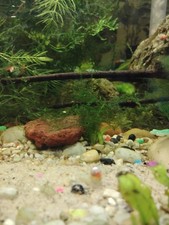 20 Ramshorn Snails live different colors Tank Grown Algae Eaters Feeders picture