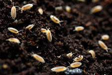 30+ Live Dwarf White Isopods Culture Bioactive Clean-Up Crew picture
