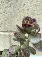 Andromischus  Trigynus Rooted Succulent Plant  picture
