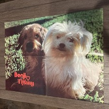 Vintage 1974 Benji and Tiffany Poster Print picture
