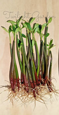 20 ROOTED Mangroves Plant- Red Mangrove Seeds - Aquarium Saltwater Freshwater picture