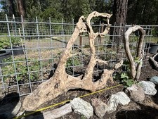Unique Driftwood With Stones Embedded picture