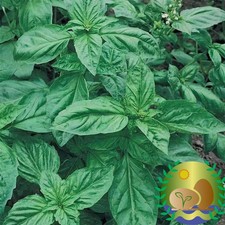 Genovese Basil Seeds | NON-GMO | Heirloom |  picture