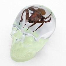 Real Spider Glow in the Dark Resin Skull 3in Oddities Gothic Display Gift picture