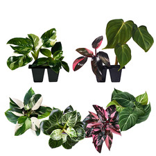 Philodendron Plant Live Exclusive Collection (4-Pack) – 2