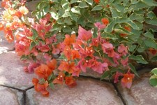 Bougainvillea - 'Orange King' picture