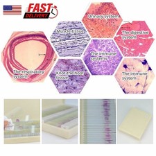 100PCS Mammal Tissue Sections Histology Prepared Specimen Microscope Slides picture