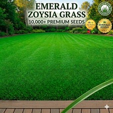 10,000 Emerald Zoysia Grass Seeds –  Lawn Turf ~  Drought & Heat Tolerant picture