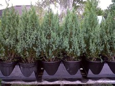 Juniper Tree, Blue Point, 4 inch pot picture
