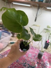 Monstera Deliciosa Bulbasaur # 4Well Rooted But Low Var picture