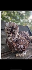 12-Silkie/Mille Fleur Satin Hatching Eggs NPIP & AI Clean picture