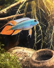 Apistogramma Agassazii Blue Flame Pair.super Healthy  Czech Republic Bred picture