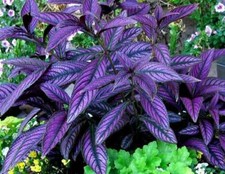 GET ALL 3 = 1  x Purple Passion Plant 1 x Swedish ivy  1 x Persian shield Plant picture