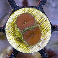 Red Death Paly Zoa | WYSIWYG Aquaculture Live Coral picture