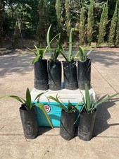 Sabal louisiana 
