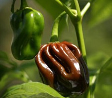 Chocolate Habanero Pepper Seeds, Jamaican Jerk, EXTREMELY HOT PEPPER, picture