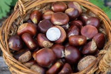 3 lbs Fresh Chestnuts Fall 2026 Harvested Daily IL USA - Deer/Planting/Eating picture