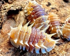 5ct+ RARE HTF 🧡Cuban Spiky🧡LIVE isopods LAG bioactive spiked reptile insect picture