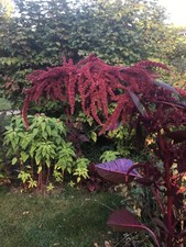 200 seeds Amaranth Hopi Red Dye - organic crop of 2025 *  picture
