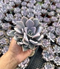Live Fresh Pink x Graptoveria 'Debbi' Succulent Fully Rooted in 4” Pot picture
