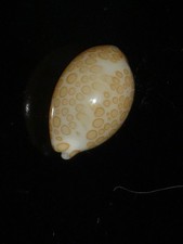 578 Cypraea mariae 14.2mm TOP GRADING IMPORTANT NATURAL SEASHELL RARE BEAUTY picture