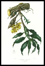 1973 Bateman Orchid Print 