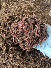 1lb Of Red Composting Worms  picture