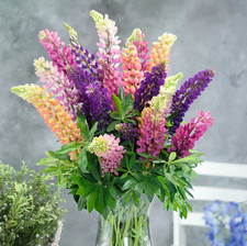 Live Russell Lupine Plant, Medium 4
