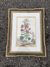 Abraham Munting Malva Arborescens Engraving in Trowbridge Gallery London Frame picture
