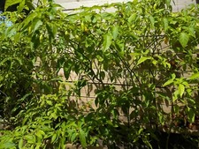 Hot yellow 25 organic heirloom datil pepper seeds local st augustine, Fl picture