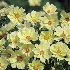 Cosmos SUNSET YELLOW Great Cut Flowers & Containers Non-GMO 100 Seeds picture