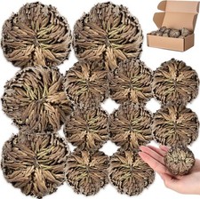 12 Pack Large Rose of Jericho Resurrection Plants for Home Decor picture