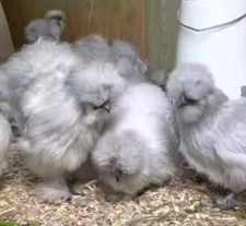 12 NPIP EGGS BEARDED SILKIE BANTAM HATCHING EGGS ●EXTREME SHOW QUALITY● picture
