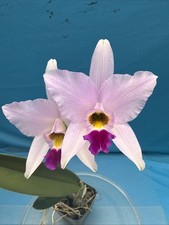 Laelia anceps ‘Halo’ Pink Purple White SPIKING Orchid Eros Species 4.5” Pot picture