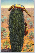 c1940s Gila Monster Albuquerque NM Desert Reptile Vintage Postcard picture