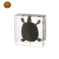 Taxidermy Turtle, Real Turtle Specimens Animal Specimen in Resin for Science Cla picture