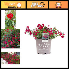 Double Red Drift Roses - Vibrant Blooms, #2 Container Size, Perfect for Gardens picture