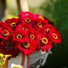 Zinnia METEOR Red Cottage Garden Cut Flowers Pollinators Butterflies 150 Seeds picture