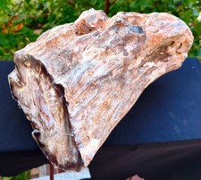 22 LB 12 OZ XL Mirror Polished Natural Opalized Big Petrified Wood Uv Reactive picture