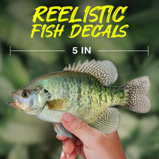 White Crappie Vinyl Decal – UV Waterproof Outdoor Sticker for Boat, Truck -more picture