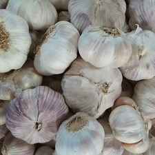 Garlic Bulbs, Purple Early Italian Whole Garlic Bulbs,for eating and/or planting picture