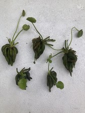 Med-Lg Banana Plants  Lot Of 5   (Nymphoides Aquatica) picture