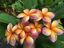 Rare George Brown (AKA) Musk Rainbow plumeria- 1  middle cutting, imported picture
