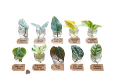 10 Plant Cuttings Bundle, Pothos Monstera Variety, Cebu Baltic Blue, Neon, Mican picture