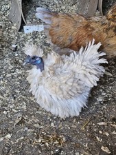 Rare & UNIQUE Colored Frizzell Showgirl/ Silkie/satin  Fertile Hatching Eggs picture