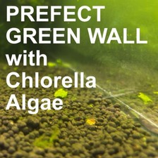 Chlorella pyrenoidosa Algae | Lab Made | Shrimp Breeding | Algae seeding picture