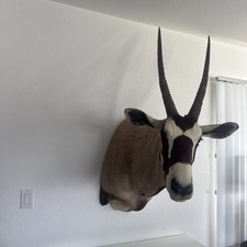 RARE African Gemsbock Oryx Shoulder Mount Very Large Beautiful Piece picture