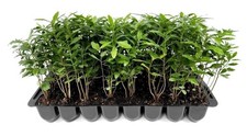 Wax Myrtle | 2 Inch | Live Plants | Myrica Cerifera | Fast Growing Evergreen picture