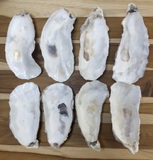 35+ Narrow Oyster Shells Cup Side 5” To 6” Bulk Clean No Smell Art Crafts Dish picture