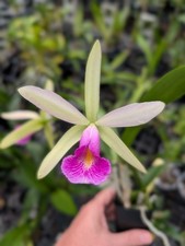 Fragrant Cattleya Orchid | Pcv. Key Lime Stars x C. violacea 'HOF' | BS not in b picture
